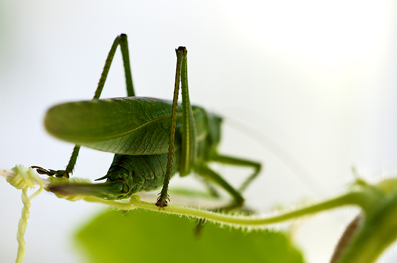 Hepokatti5 800px.jpg - The Great Green Bush cricket - Tettigonia viridissima